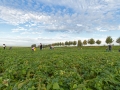 60.000 kg gratis sperziebonen te plukken aan de Lugtenburgsedijk in de gemeente Strijen - Foto MS Fotografie | Marc van der Stelt
