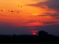 Vanaf de moricaanseweg een mooi avondrood dit weekend met wegtrekkende vogels. - Foto: Ferry Krauweel