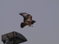 Foto van een buizerd gemaakt aan de Edisonweg Strijen door G-w Notenboom