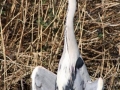 Een Reiger in de Reigerstraat in Strijen - Wilma de Jong