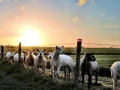 Schapen bij zonsondergang Land van Essche 3 - Ferry Krauweel