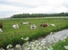 Foto van de week 28- het mooie polderlandschap van Strijen.  - Lenie van Eekelen.