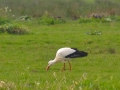 Hoog bezoek door de Ooievaar in het Oude Land van Strijen - foto's van Gerhard Monkhorst