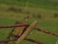 De grutto, de Tureluur op het hek en koeien, op de Waleweg in Strijen -  Foto Wil Notenboom