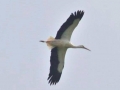 Hoog bezoek door de Ooievaar in het Oude Land van Strijen - foto's van Gerhard Monkhorst