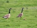 Jonge ganzen in het Oudeland - foto Wilma de Jong