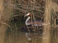 Op de Waleweg. Grutto,fuut op nest en zwaan op nest. door GW Notenboom