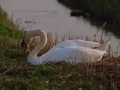 Op de Waleweg. Grutto,fuut op nest en zwaan op nest. door GW Notenboom