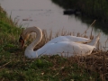 Op de Waleweg. Grutto,fuut op nest en zwaan op nest. door GW Notenboom