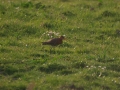 Op de Waleweg. Grutto,fuut op nest en zwaan op nest. door GW Notenboom