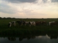 Rondje Waleweg op een zomerse avond in Strijen - Foto's Margo Den Boer