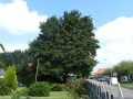 De bomen in Cillaarshoek staan er weer mooi bij zeker de circa 100 jaar oude linde. Foto's Arie Pieters