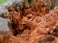 Opendag Landgoed De Peerdegaerdt Strijen - Zaterdag 12 juli 2014 - MS Fotografie