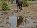 Opendag Landgoed De Peerdegaerdt Strijen - Zaterdag 12 juli 2014 - MS Fotografie