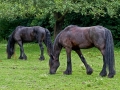 Opendag Landgoed De Peerdegaerdt Strijen - Zaterdag 12 juli 2014 - MS Fotografie