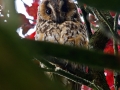 Opendag Landgoed De Peerdegaerdt Strijen - Zaterdag 12 juli 2014 - MS Fotografie