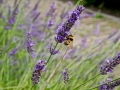 Opendag Landgoed De Peerdegaerdt Strijen - Zaterdag 12 juli 2014 - MS Fotografie