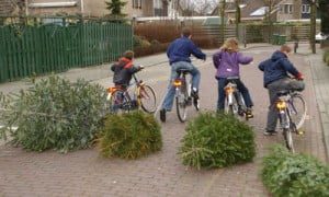 heinkenszand kerstbomen verzamelen