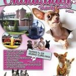 chihuahua_goed