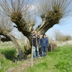 De oeroude knotwilg bij Zorgboerderij Beversoord wordt nog steeds netjes onderhouden door de mensen van Humanitias DMH, die werkzaam zijn op de boerderij.