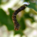 foto eikenrups - maastricht