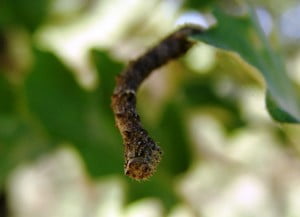 foto eikenrups - maastricht
