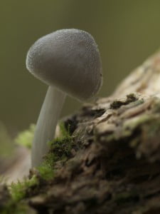 Grauwgroene_hertenzwam_Ger_Kortenbach