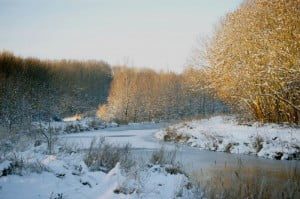 normal_Borrekeen05739