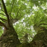 Een blik naar boven, tussen de takken door van de oudste en grootste moerascypres van de Hoeksche Waard. (Te vinden in het plantsoen bij de Herv. Kerk te Heinenoord.)