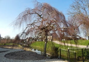 Oude treurberk Heinenoord 10-3-2014 A2