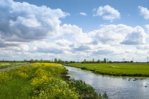 bloemen_en_biodiversiteit