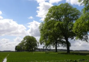 De imposante monumentale iepen bij de Mariënhoeve te Westmaas. (Foto: Arie Pieters/'Fraxinus Excelsior'©)