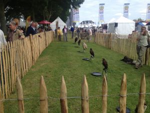 Foto roofvogels tbv show Country Fair Hoeksche Waard 2013 - II