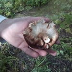 De eerste geoogste Shiitake op De Peerdegaerdt in Strijen