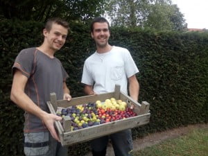 Geoogst rijp fruit op De Peerdegaerdt - II