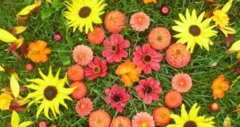 img-1cd93ac161e288b3a9747953764d5fb2