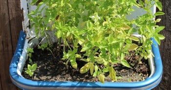 10592439_10152194406635388_1571623394_n