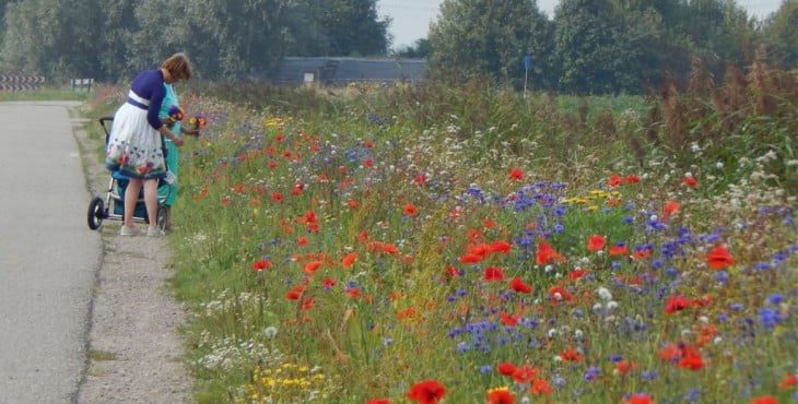 Bloeiende berm 5-9-2014 A4