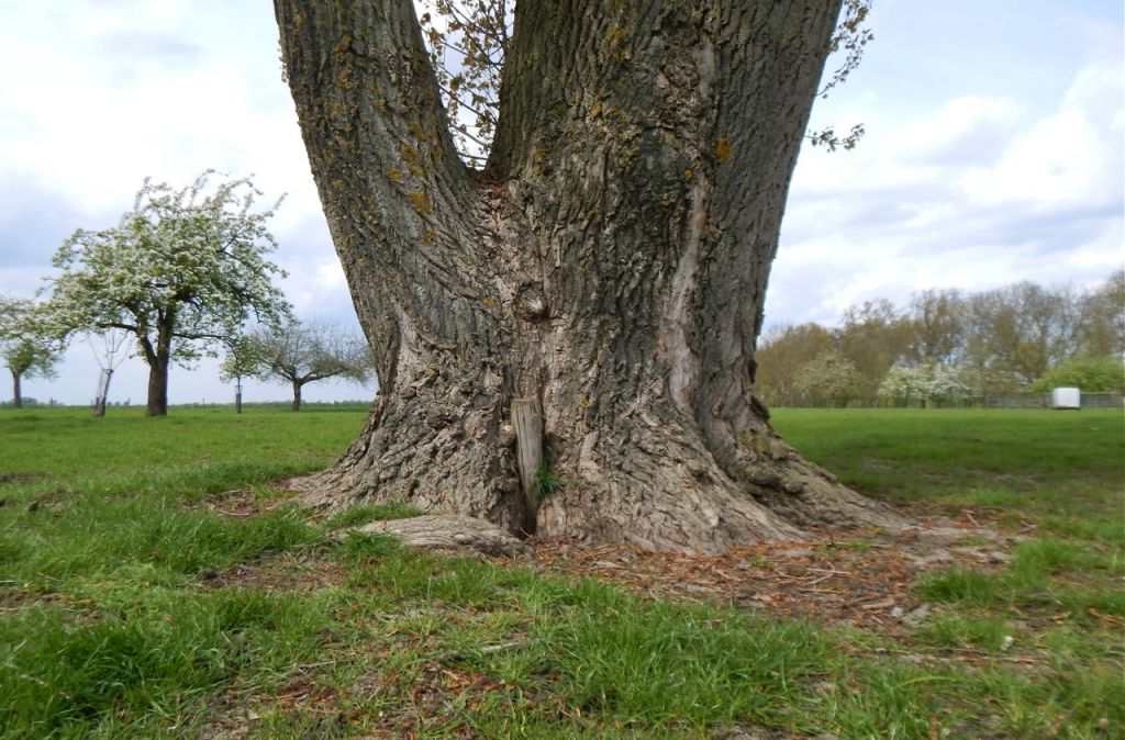 Populier Oudendijk 29-4-2015