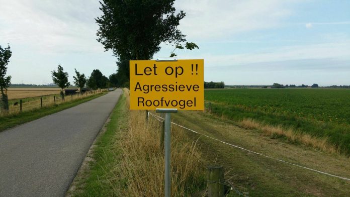 20248005_1185167158256514_9062251564282607669_o-2