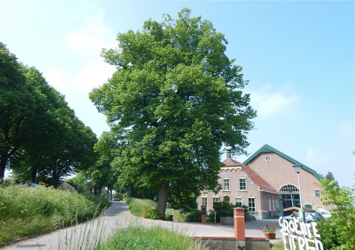 Monumentale linde Mookhoek 26-5-2016 A2