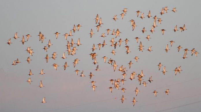 grutto groep copyright Thomas van der Es