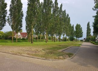 Grote populieren weggehaald in Strijen