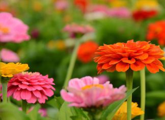 De bloemenpluktuin van Biologische boerderij Landzicht is open!