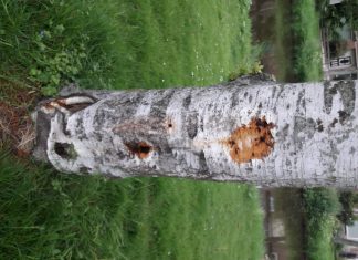 Gemeente Strijen doet aangifte van vernieling bomen