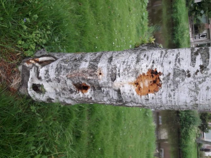 FB_IMG_1535028177878