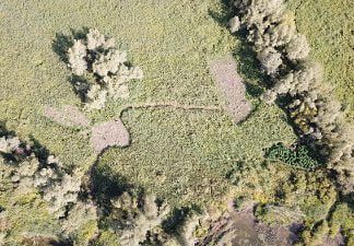 Hennepkwekerij met 650 planten in natuurgebied de Oeverlanden in Strijensas geruimd