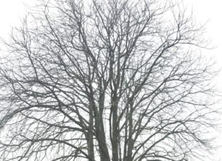 Kap monumentale kastanje aan de Molenstraat in Strijen