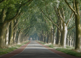 De komende 3 weken zijn er snoeiwerkzaamheden aan de Strijensedijk in Mookhoek