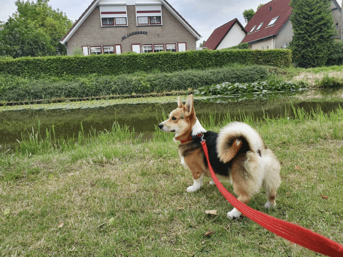 Schermafbeelding 2020-05-28 om 16.39.20